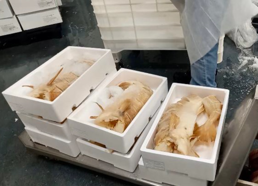 Dogana di Bergamo, fermate 11 tonnellate di calamari al cadmio