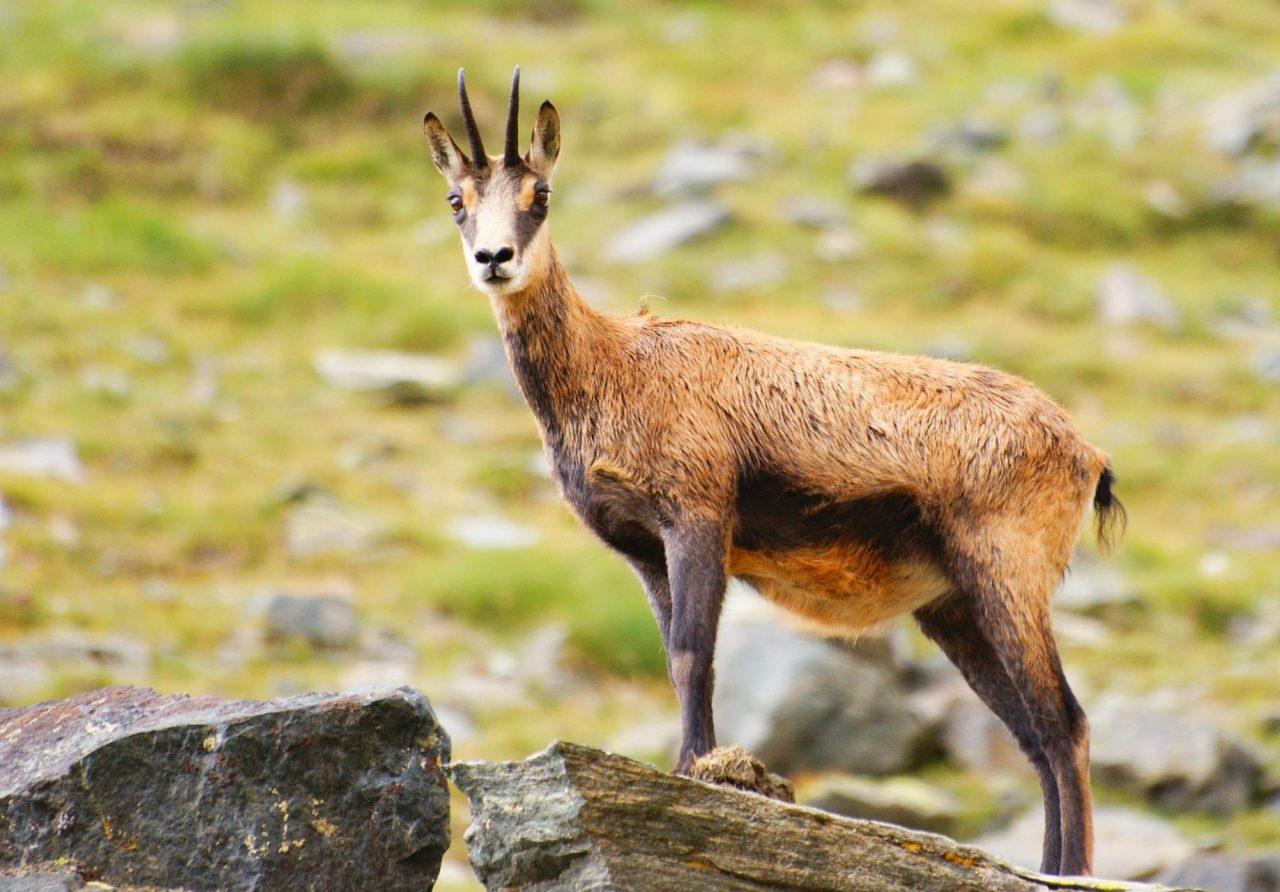I camosci dell’Alta Val Seriana stanno perdendo la vista a causa della cheratocongiuntivite