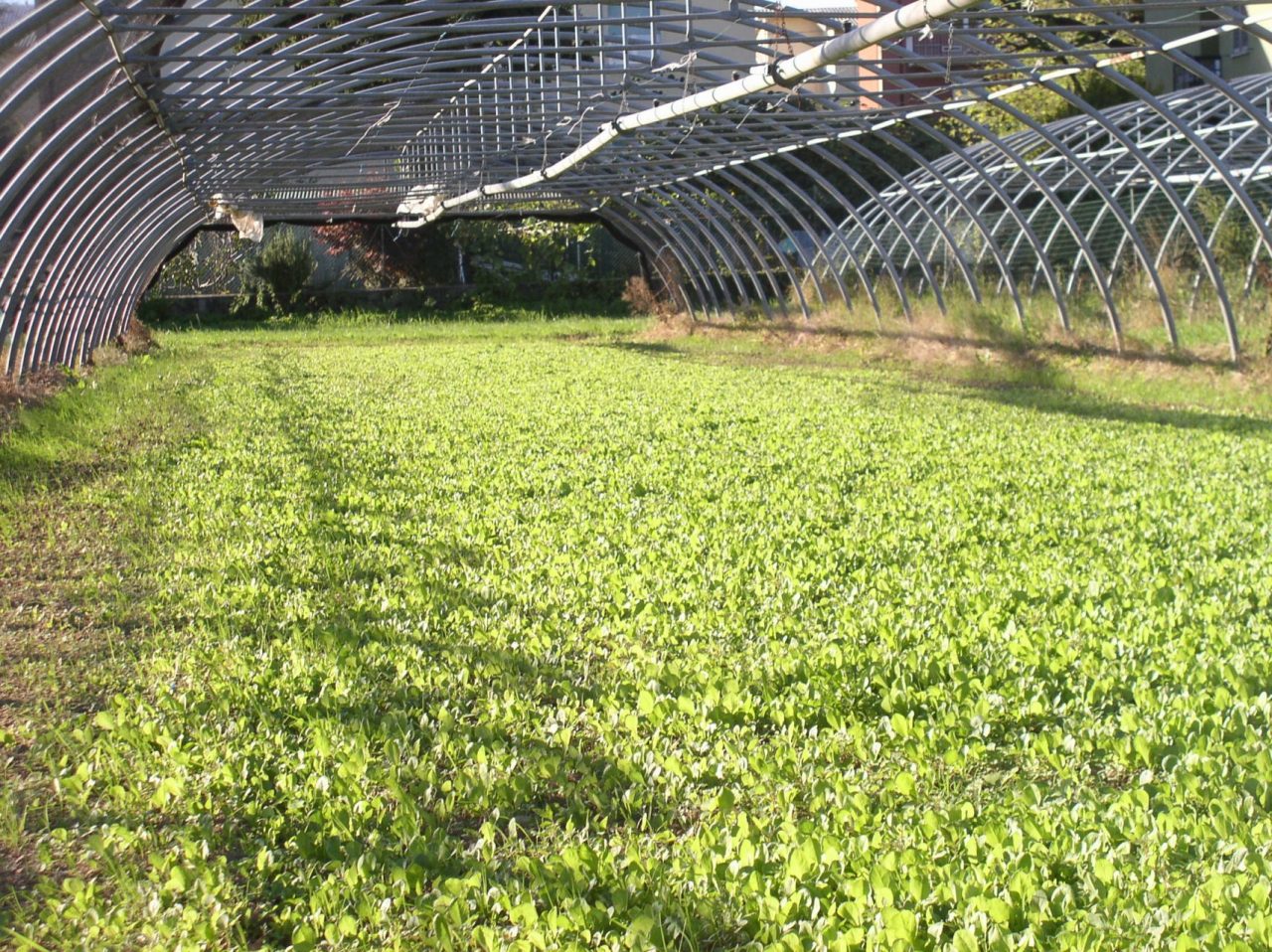 La crisi colpisce il settore agricolo: nel 2020 persi ottanta milioni di euro sulla produzione