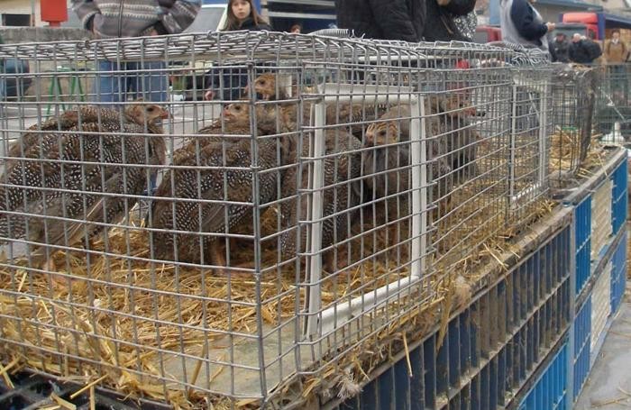 Celadina, il mercato ortofrutticolo resta chiuso ai privati al sabato; riapre quello avicunicolo