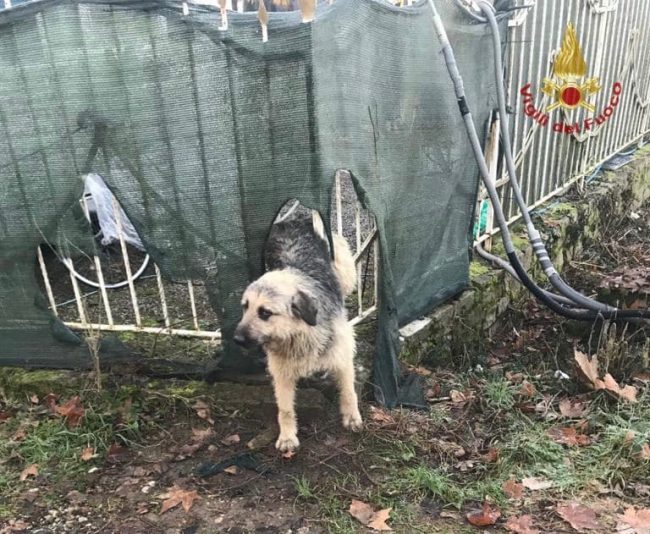 Cane incastrato nel cancello: ecco l’intervento dei pompieri che lo liberano