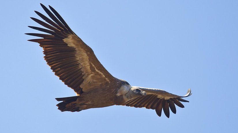 Torna a volare il grifone che aveva perso la rotta ed era finito in pianura