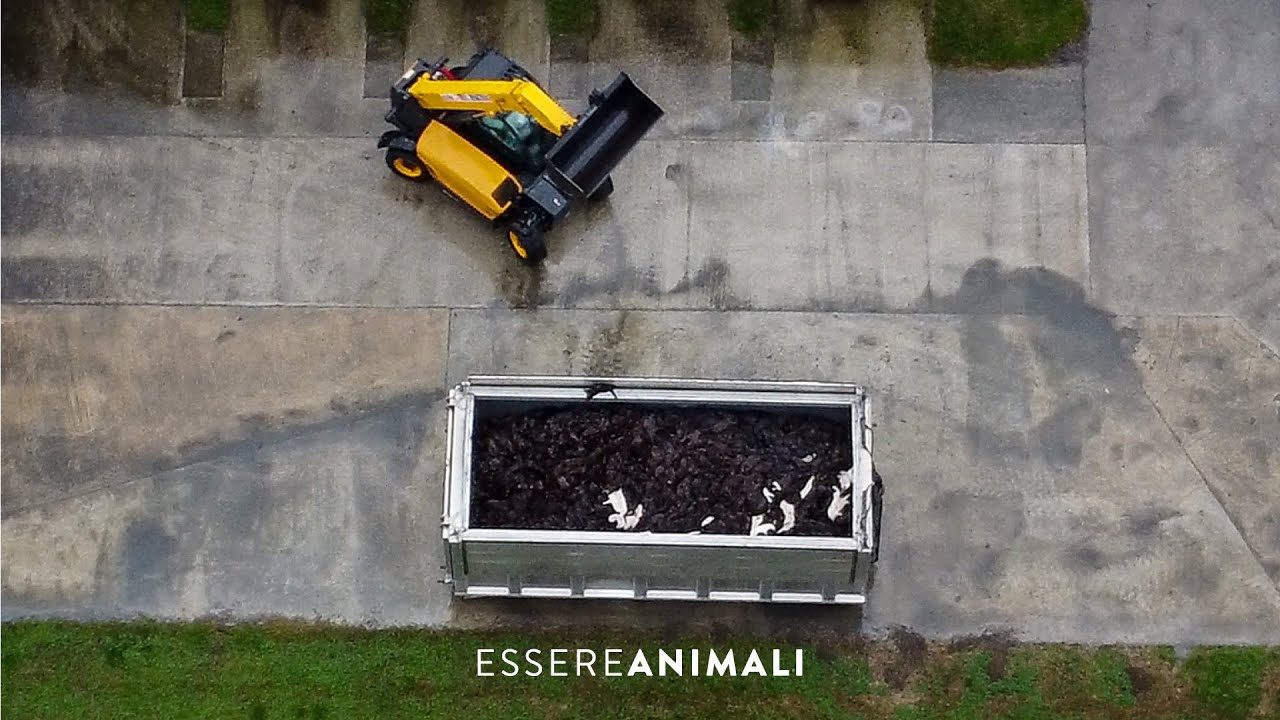 Il video shock dell’associazione Essere Animali sull’abbattimento di visoni a Capralba