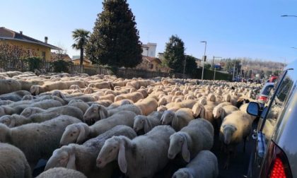 Una domenica bestiale a Carvico: auto in balia delle pecore sulla Provinciale