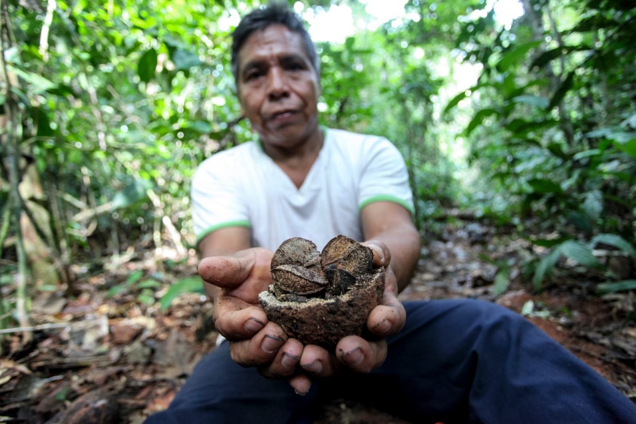 Virtual Charity Challenge, una corsa con Cesvi per piantare alberi in Amazzonia