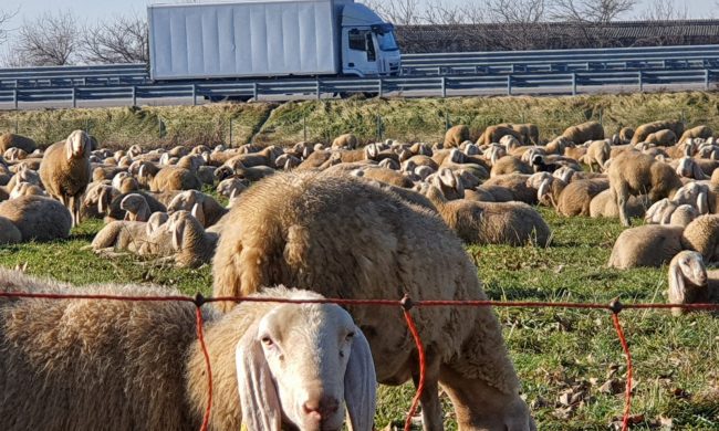 Le foto delle mille pecore che hanno “invaso” Treviglio