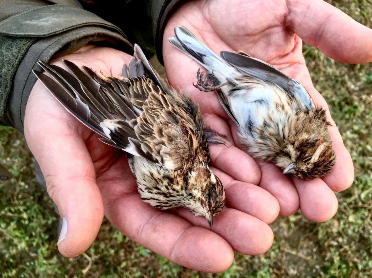 Wwf: il lockdown non ferma il bracconaggio. E c’è chi spara dalla finestra di casa