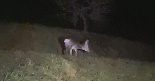 Capriolo resta bloccato nel torrente Cherio: salvato e poi liberato nei boschi
