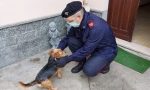 Pensionato bergamasco denunciato per aver abbandonato in Piemonte il suo cane ferito