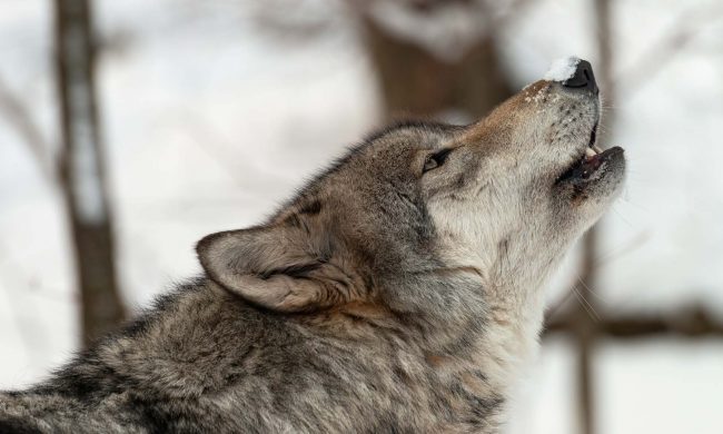 Lupi in Val Brembana, le predazioni sono sempre più frequenti. Ma gli allevatori non denunciano