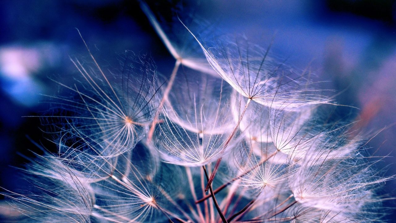 10 frasi in bergamasco sull’annuncio di primavera