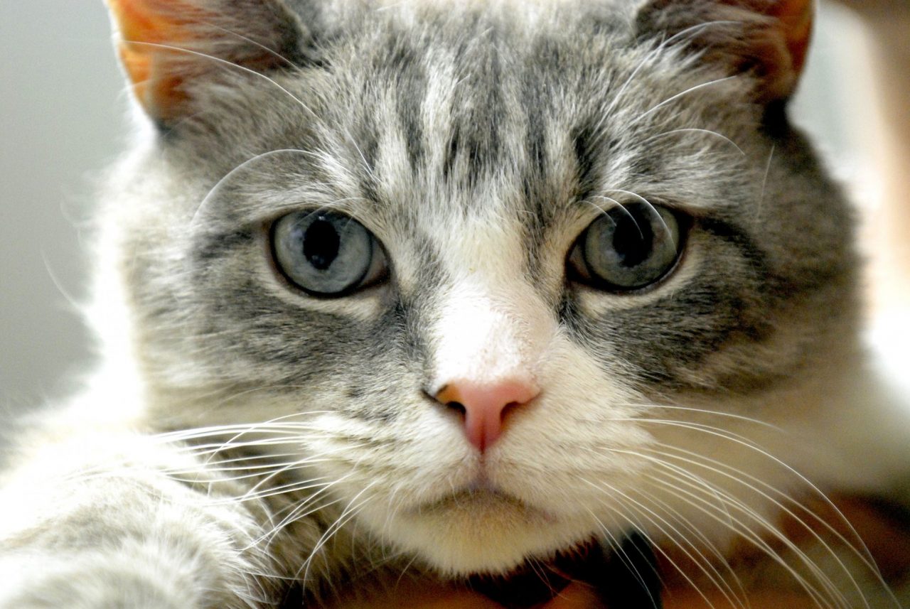 Nella Giornata del Gatto, il Comune di Bergamo lancia un’iniziativa in tutela di gattare e gattari