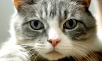 Nella Giornata del Gatto, il Comune di Bergamo lancia un'iniziativa in tutela di gattare e gattari