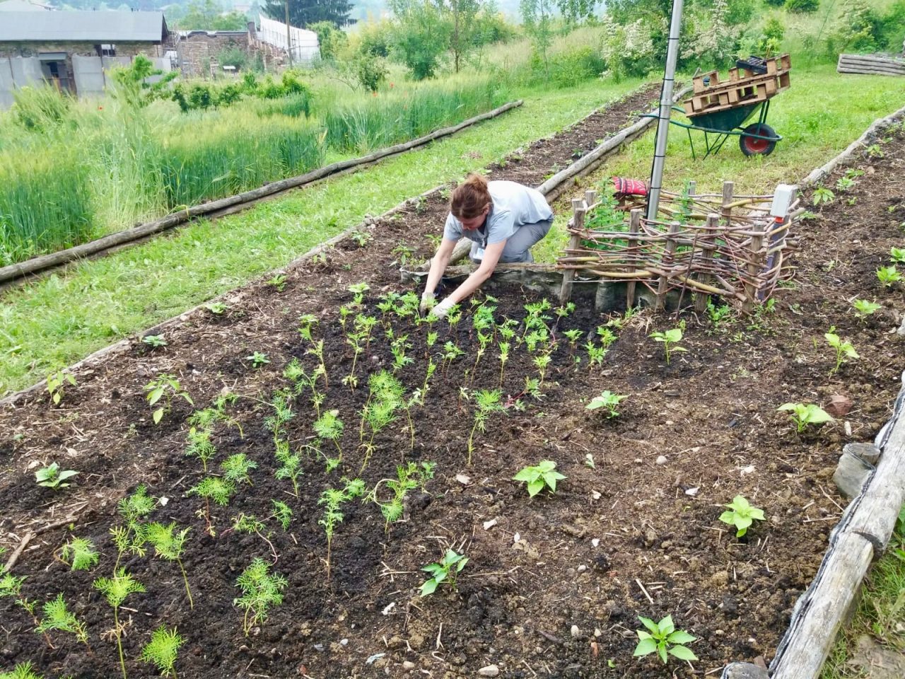 Due appuntamenti su Zoom per “coltivare bene l’orto” a Bergamo