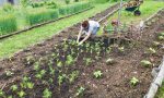 Due appuntamenti su Zoom per "coltivare bene l'orto" a Bergamo