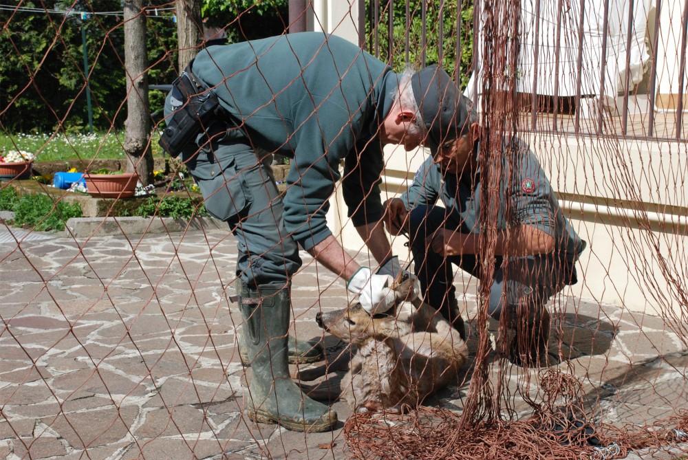 Il bilancio della polizia provinciale: recuperati 650 animali in difficoltà, 140 illeciti accertati
