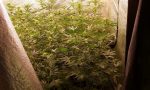 In casa nasconde 5 serre con 33 piante di marijuana: in manette un 41enne
