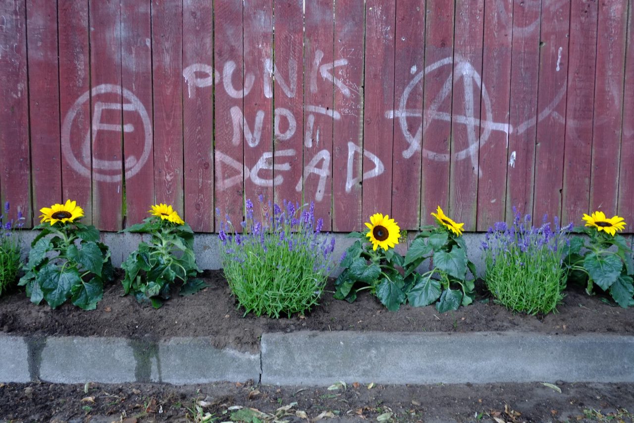 Laboratorio di Guerrilla Gardening (cioè giardinaggio d’assalto) con l’Orto Botanico
