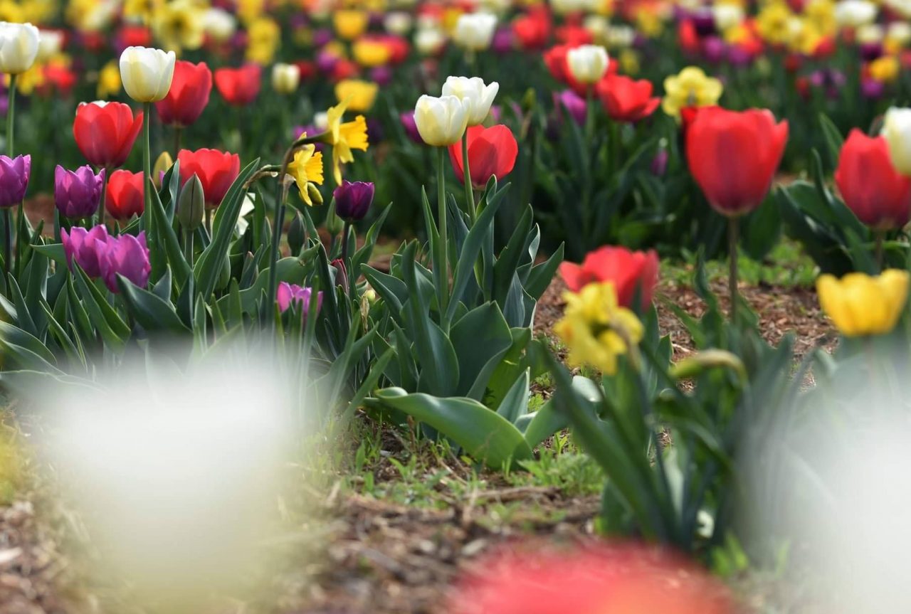Tra poco qui sarà tutta campagna (olandese): la moda dei tulipani