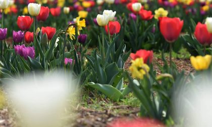 Tra poco qui sarà tutta campagna (olandese): la moda dei tulipani
