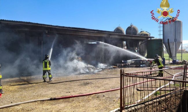 Bruciato il fienile dell’azienda agricola, nell’incendio muoiono una decina di vitelli
