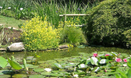 Per tutto maggio si riaprono le porte dell'Orto Botanico in Città Alta e ad Astino