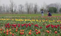 Sono fioriti i tulipani: un mare di colori nelle Bergamasca