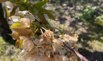 Gelo e siccità, Coldiretti lancia l'allarme: «A rischio i vigneti e gli alberi da frutto»