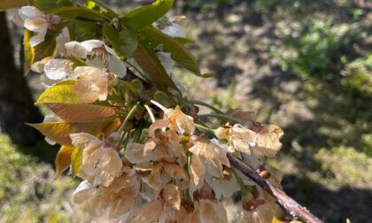 Gelo e siccità, Coldiretti lancia l'allarme: «A rischio i vigneti e gli alberi da frutto»