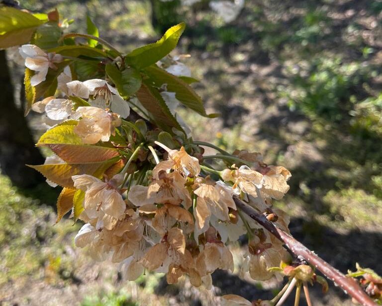 Gelo e siccità, Coldiretti lancia l’allarme: «A rischio i vigneti e gli alberi da frutto»