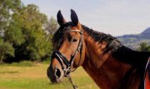 Arzago, una 44enne milanese è stata disarcionata da cavallo e travolta dall'animale