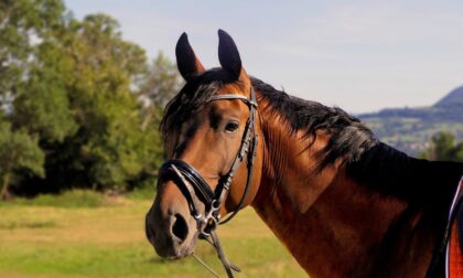 Arzago, una 44enne milanese è stata disarcionata da cavallo e travolta dall'animale