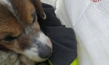 Il cane Charly torna a casa dopo quattro giorni grazie ai Vigili del fuoco