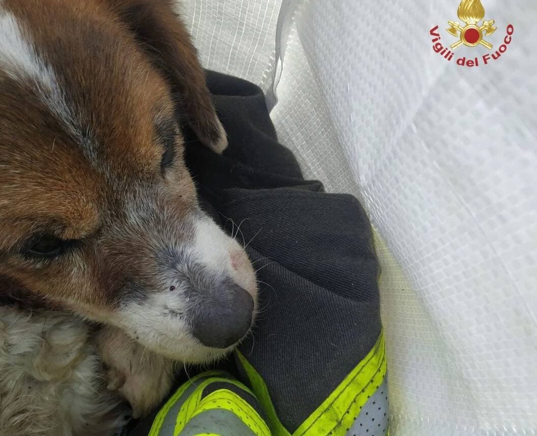 Il cane Charly torna a casa dopo quattro giorni grazie ai Vigili del fuoco