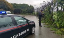 Sedicenne scappa da casa e incendia 50 alberi: danni per 7mila euro, denunciato