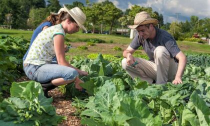 Nasce “Più impresa” di ISMEA per giovani agricoltori