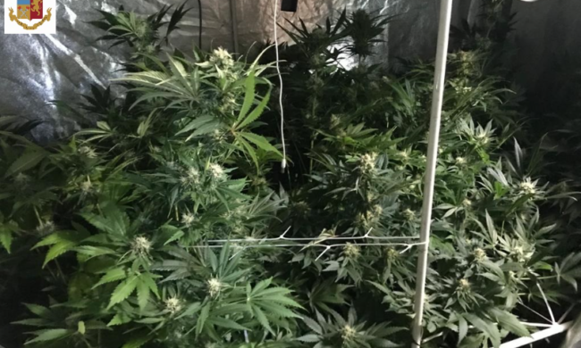 Serre in casa per coltivare la marijuana, beccati dalla Polizia e arrestati