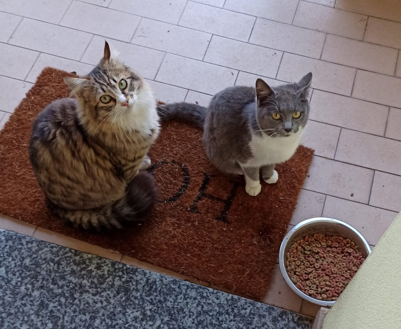 Gatti svaniti nel nulla e polpette avvelenate: cosa sta succedendo alla Roncola di Treviolo?