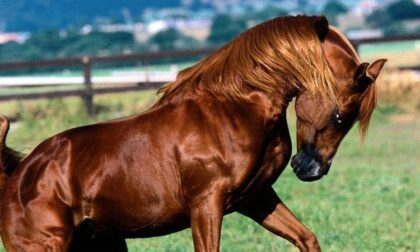 Bergamasca disarcionata e ferita dal suo cavallo, che poi è fuggito in centro paese