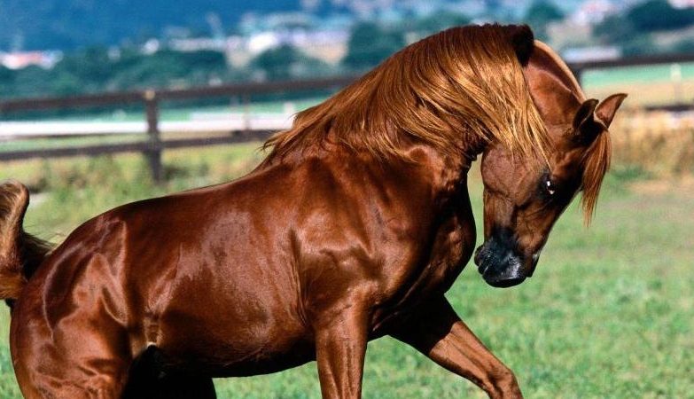 Bergamasca disarcionata e ferita dal suo cavallo, che poi è fuggito in centro paese