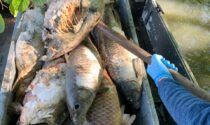 Oltre 900 chilogrammi di carpe morte sono state recuperate dai pescatori nell'Adda