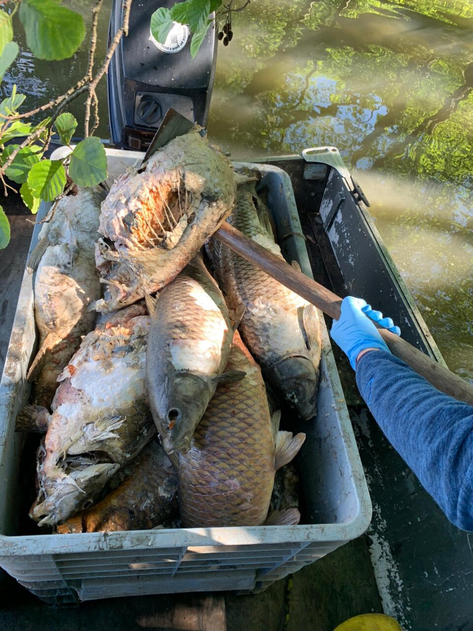 Oltre 900 chilogrammi di carpe morte sono state recuperate dai pescatori nell’Adda