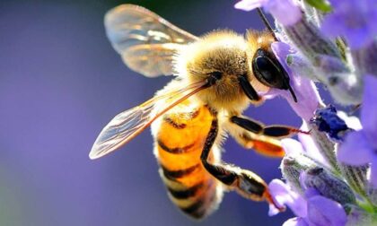 Bergamo si candida per entrare nel network europeo delle città amiche della api