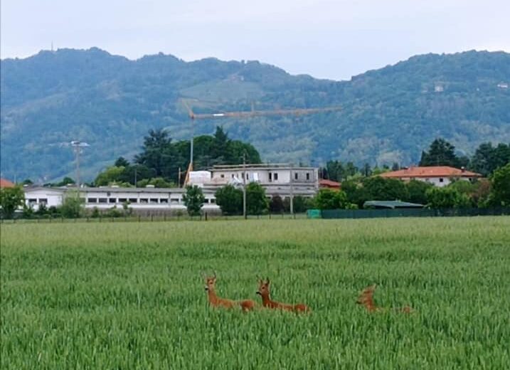 Strani avvistamenti a Bonate Sopra: le foto di un gruppo di daini in pieno paese