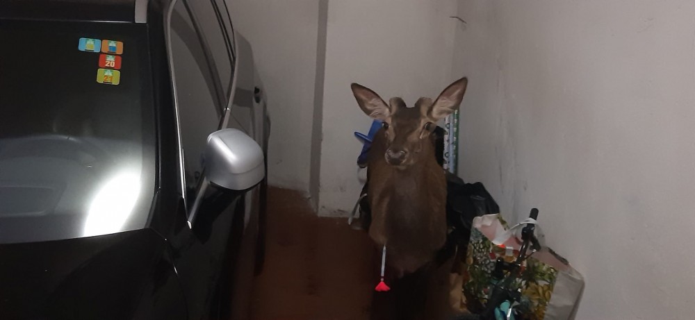 Cervo a spasso nella zona del Parco Suardi recuperato dalla Polizia provinciale