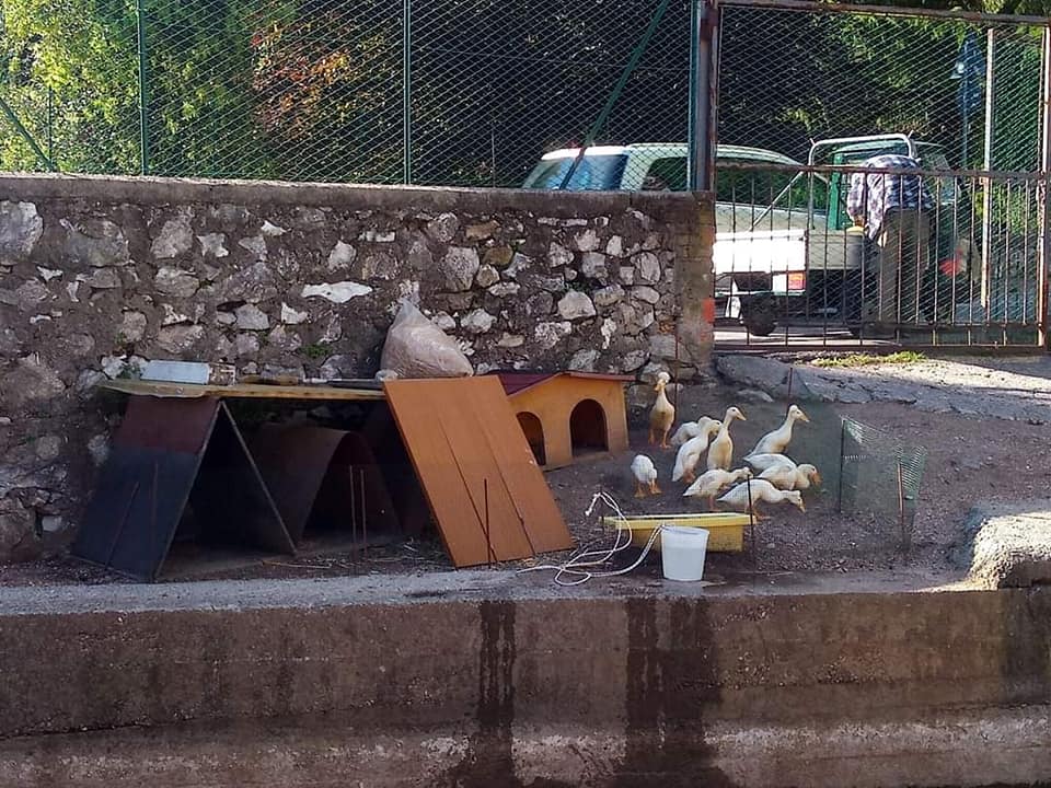 Ad Alzano hanno ammazzato l’anatra Elvis, che era diventata la mascotte dei bimbi