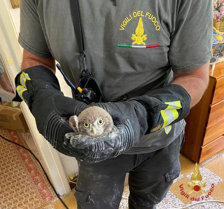 Civetta resta bloccata in una canna fumaria a Zogno, la salvano i vigili del fuoco