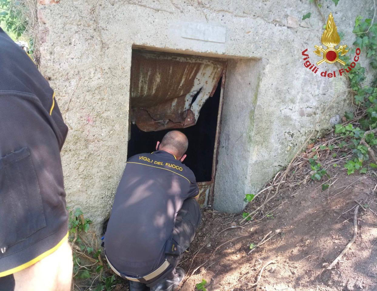 Volpe resta bloccata nel canale di una galleria a Trezzo: recuperata dai vigili del fuoco