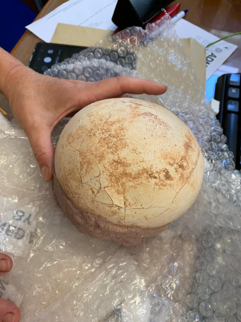 Dal Cretaceo ai giorni nostri: all’aeroporto di Orio spunta un uovo fossile di dinosauro