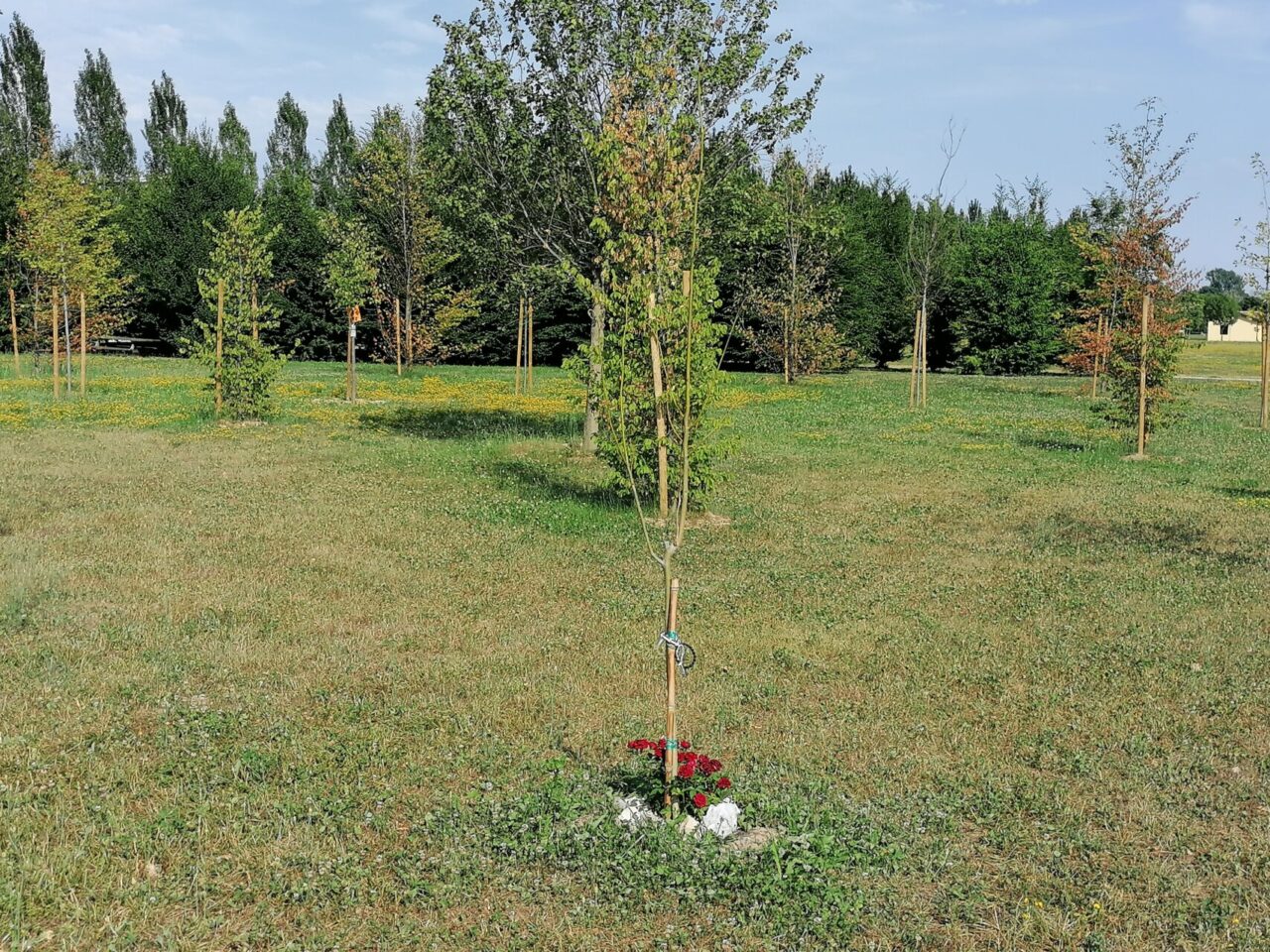 Il Bosco della Memoria alla Trucca non sembra stare molto bene (neppure il tiglio di Draghi)